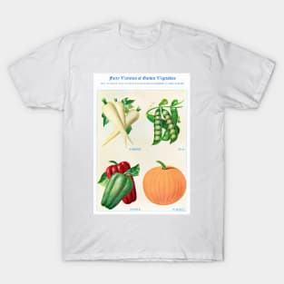 Garden Vegetable watercolor illustration (1915) T-Shirt